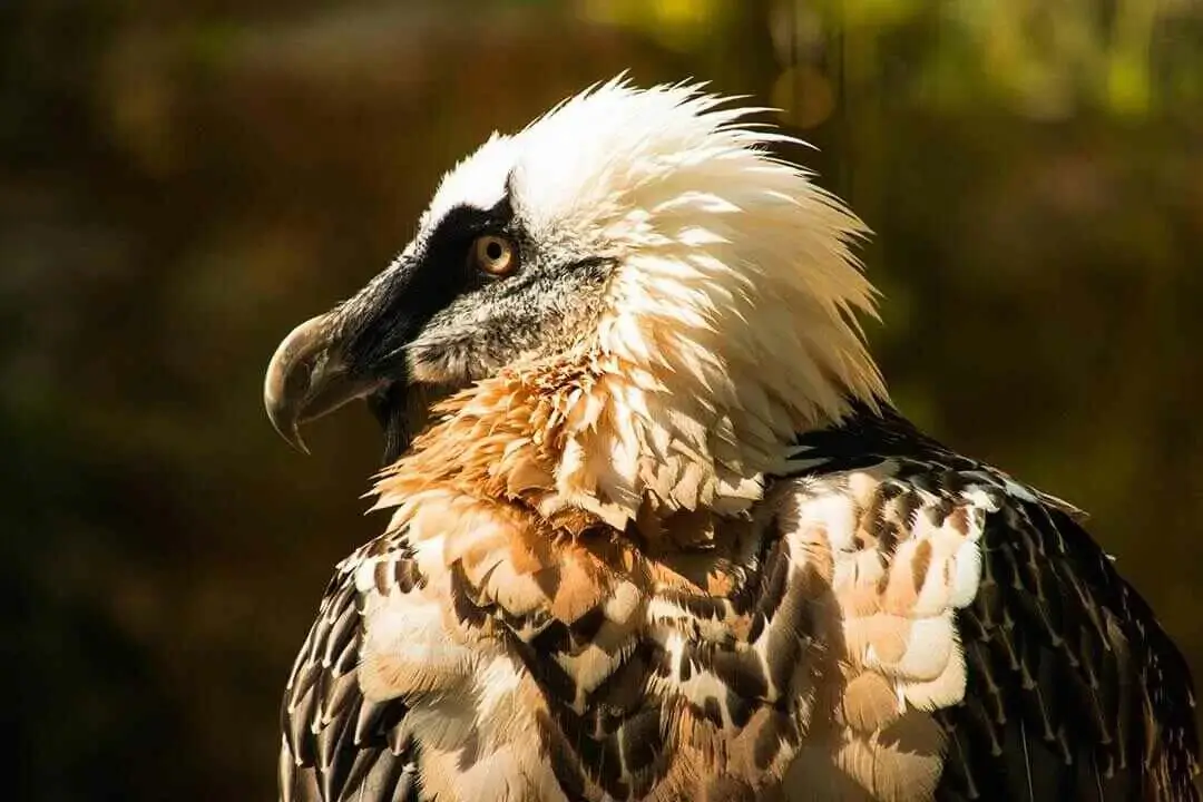 Bearded vulture